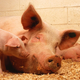 Image for article titled DIE, PIGs, DIE: Bad Initials Can't Kill You After All